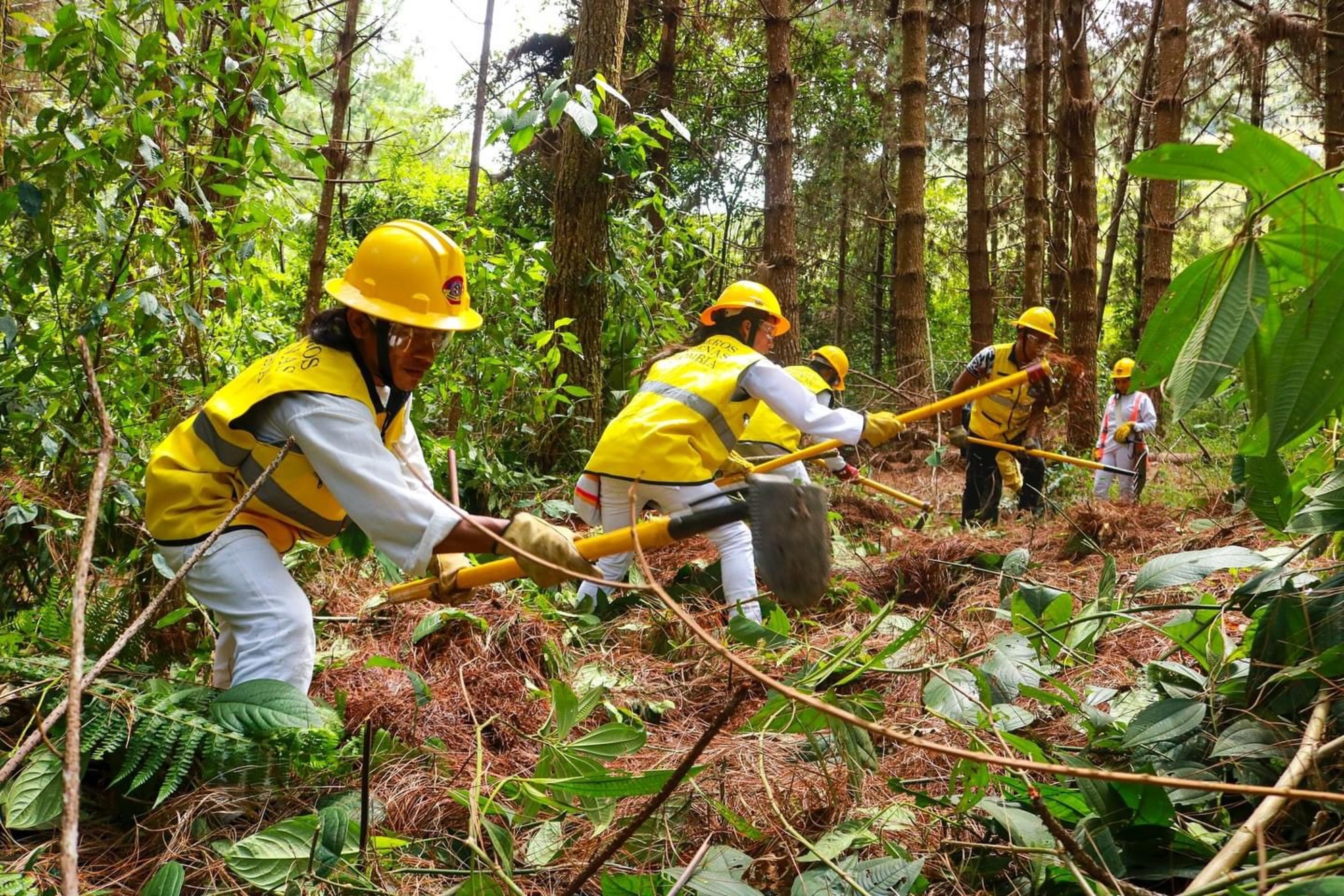 FAO y DNBC invitan al curso de formación en Institucionalización de datos forestales