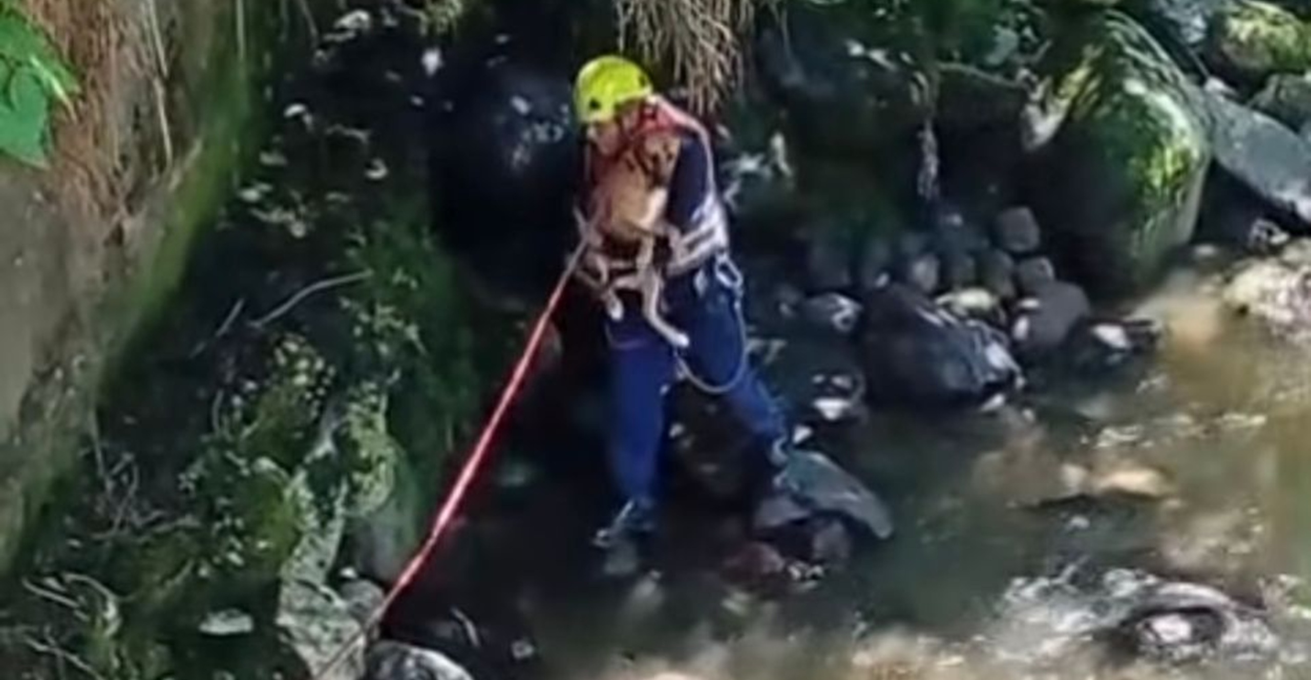 Rescate con esperanza: Cuerpo oficial de Bomberos de Pereira salvan a perrita embarazada en riesgo de caída