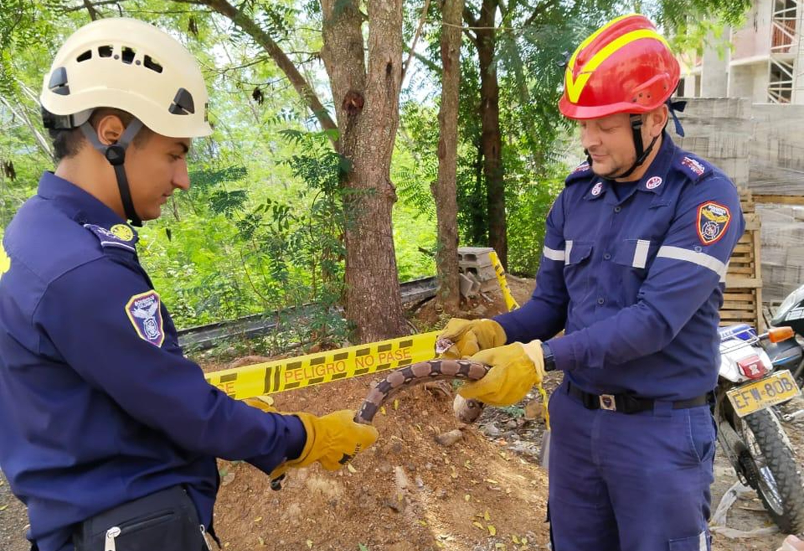 Bomberos: guardianes de la vida y protectores de la fauna silvestre en Santa Fe de Antioquia