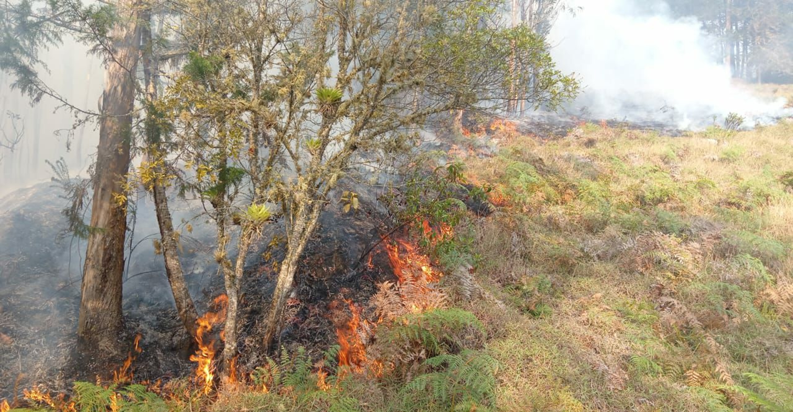 Bomberos controlan incendio forestal que consumió cerca de 20 hectáreas en Úmbita, Boyacá