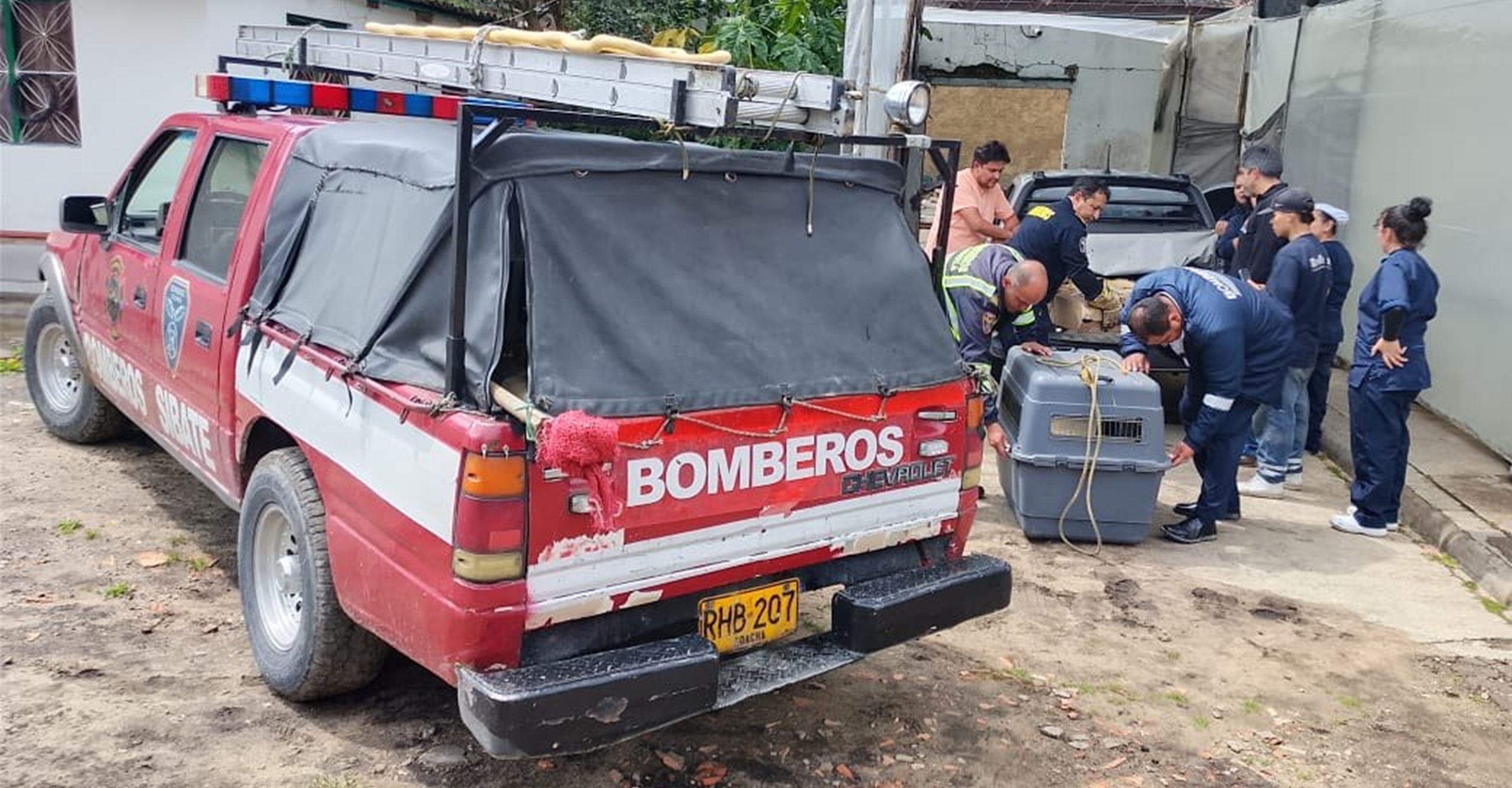 Rescate exitoso de zarigüeya en Sibaté resalta el compromiso de los bomberos con la protección de la fauna silvestre