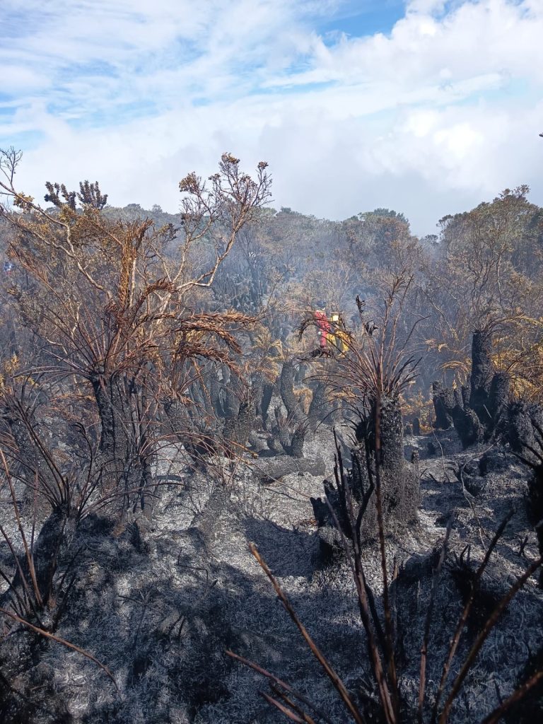 Vegetación de páramo afectada por el incendio, con plantas carbonizadas y suelo cubierto de ceniza.