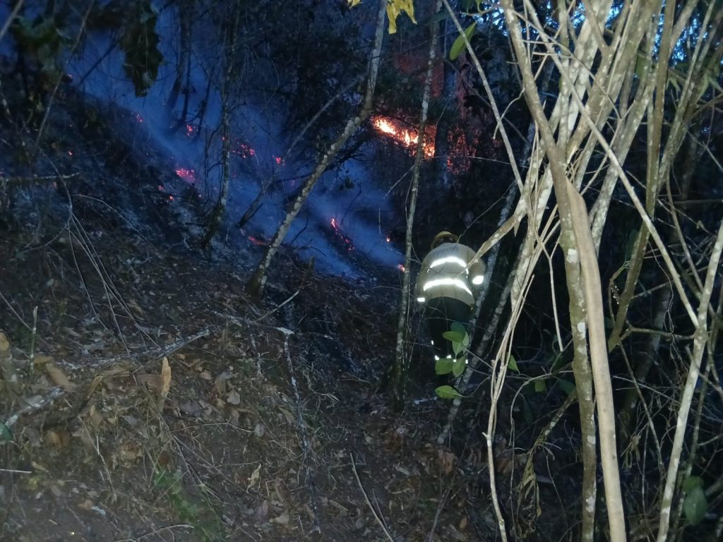 Unidad bomberil realiza labores nocturnas de control entre árboles y vegetación densa.