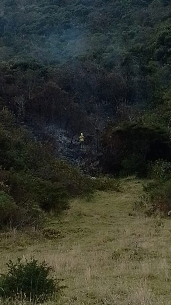 Panorámica de la ladera y la cobertura vegetal afectada por el incendio.