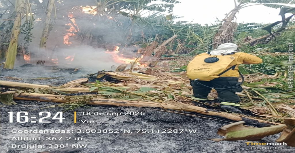 Bombero realiza labores de extinción en un sector con árboles, troncos y vegetación afectados, mientras se observan llamas y humo en uno de los focos activos.