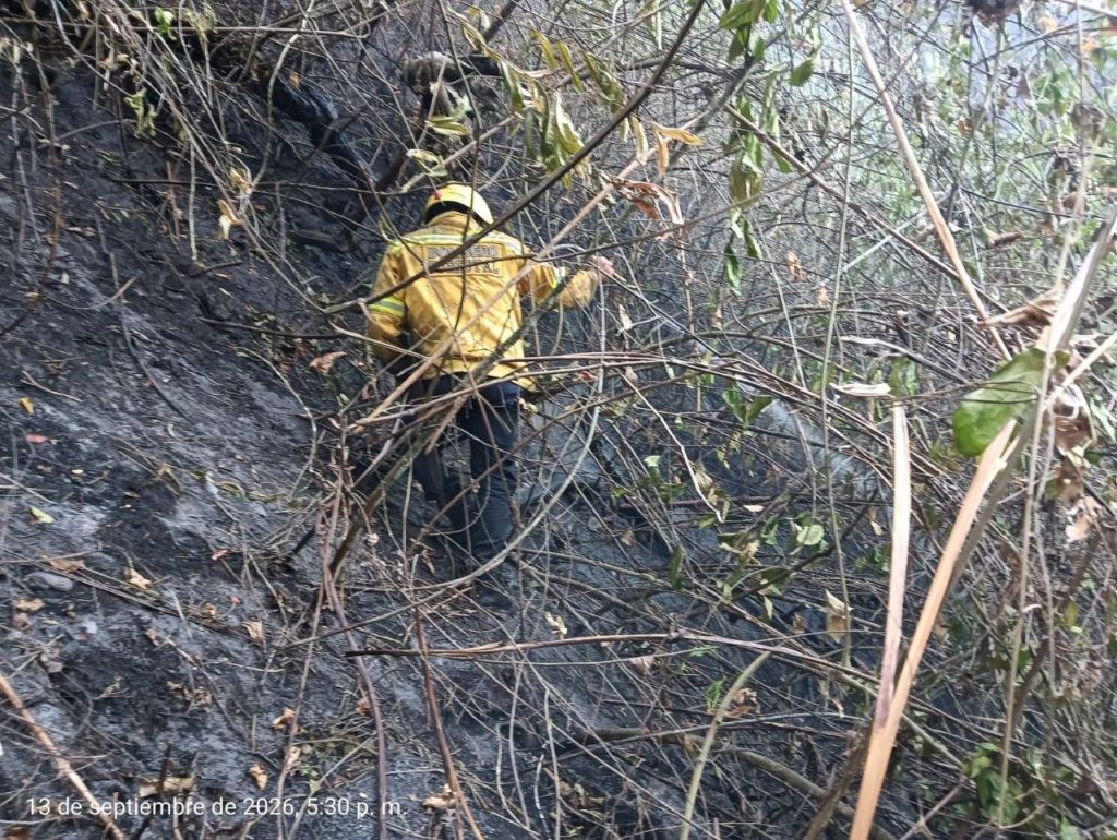 Bombero recorre un sector de vegetación densa y terreno ennegrecido durante las labores de verificación.