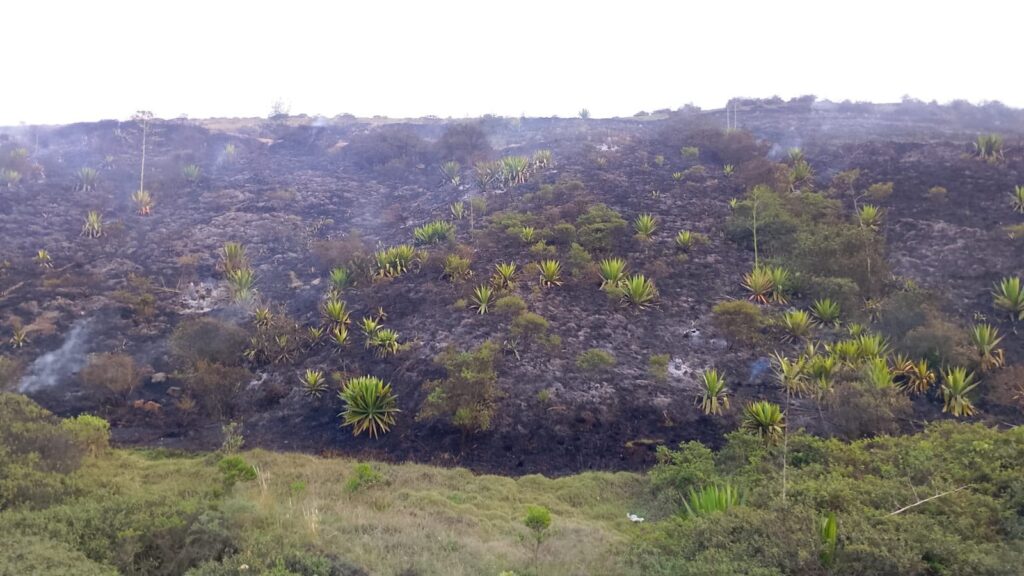Vista panorámica del área de cobertura vegetal afectada por el incendio forestal.